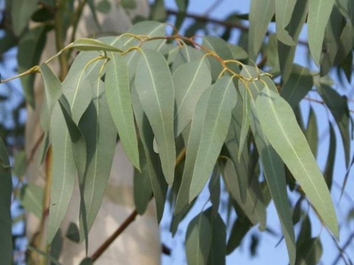 eucalyptus2